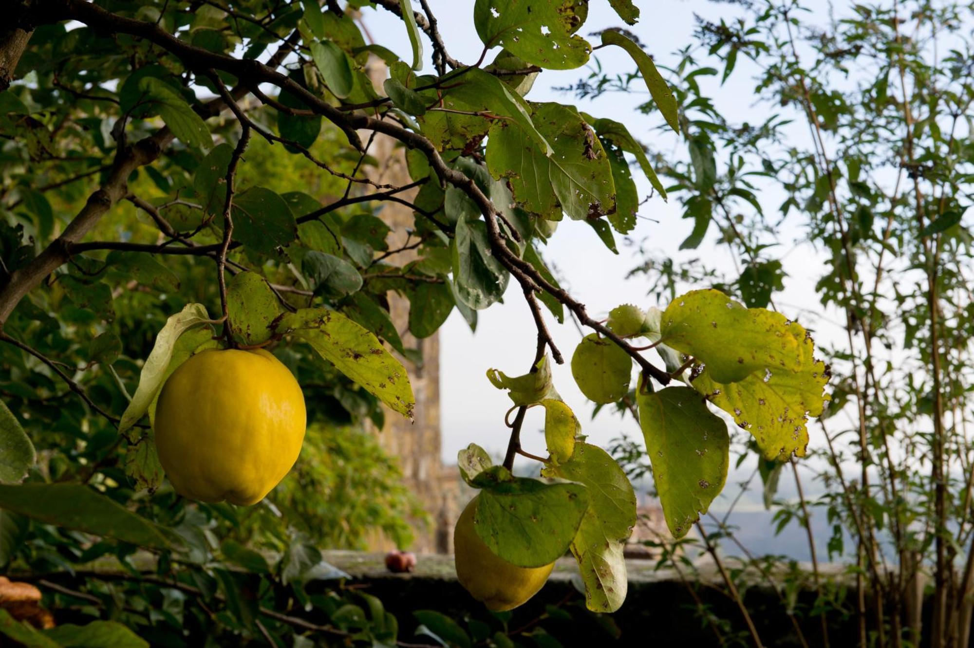 Ferienwohnung Palazzo Contino Bagnoregio Exterior foto